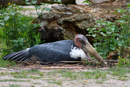 Marabu / Marabou stork / Leptoptilos crumeniferus