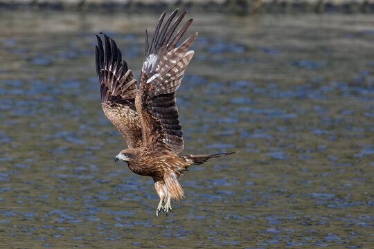 水面から飛び出すトンビ(Black Kite)