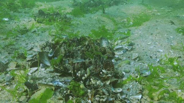 Pregnant male seahorse swims over sandy seafloor covered with mussels, broken shells and green algae on shallows water. Sea Horse swims in coastal waters. An underwater scene with coastal marine life