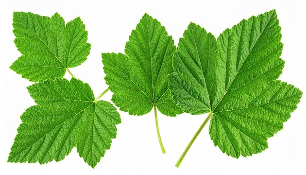 Black currant leaves isolated: A collection of organic fresh green black currant leaves with detailed ribbing, isolated on a pure white background.
