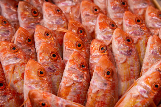 Freshly caught red mullet fish displayed for sale at the Ballaro market in Palermo, Italy.