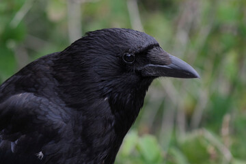 Obraz premium Kolkrabe / Common raven / Corvus corax