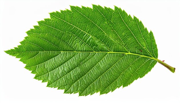 Hazelnut green leaf crisp: A single green leaf from a hazelnut tree, showing natural textures, isolated on white.