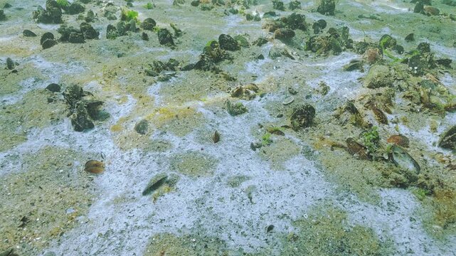 Thinly whitish layer Mycelium (marine mold) and brown plaque of Blue-green algae (colonial form of cyanobacteria) quickly spread and colonize sandy bottom of coastal waters of Black sea. Ecology