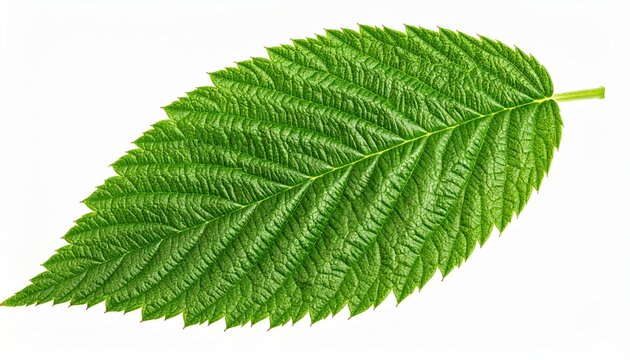 Raspberry leaf isolated: A single fresh green raspberry leaf showing detailed jagged edges and ribbing, isolated on white.