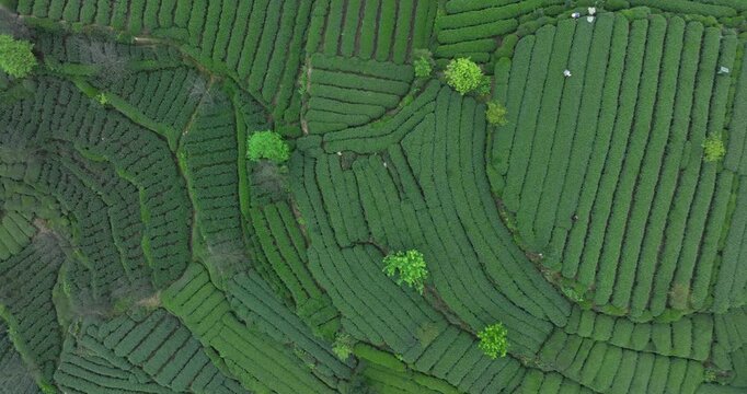 Aerial footage of beautiful tea crop terrace landscape in China