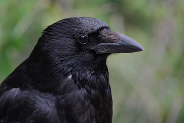 Obraz premium Kolkrabe / Common raven / Corvus corax