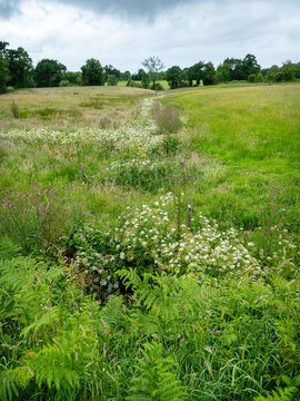summer flowers in meadow landscape of south normandy in france