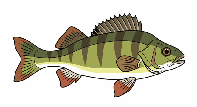 A stylized illustration of a yellow perch fish with dark stripes
