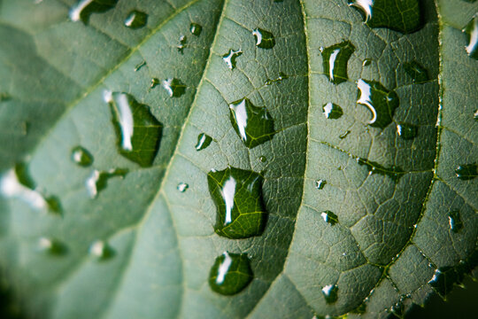 Water droplets on the leaves after the rain.
