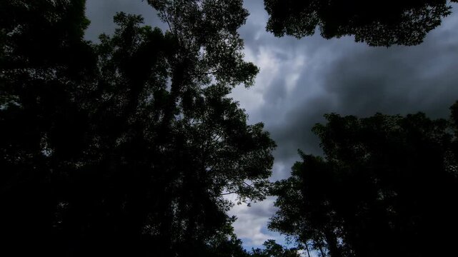 serene treetops in a forest canopy with sky visible above, top-down perspective of nature's green and blue beauty, clean and modern background for editorial and educational use.