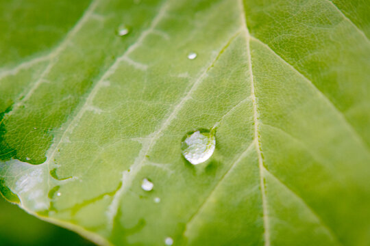 Water droplets on the leaves after the rain.
