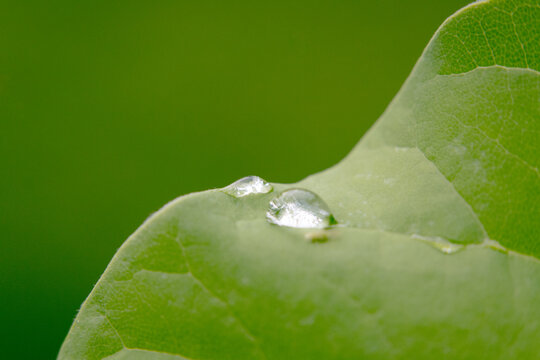 Water droplets on the leaves after the rain.
