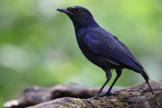 The Javan whistling thrush (Myophonus glaucinus) is a species of bird in the family Muscicapidae. It is found in Java and Bali. This photo was taken in Java island, Indonesia.