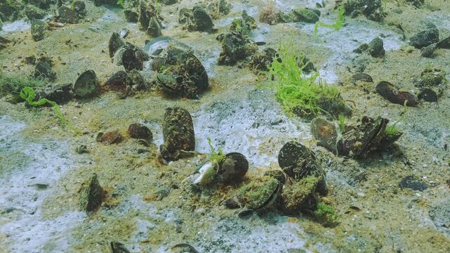 Close-up of fast-growing colony of benthic microorganisms (microalgae and bacteria) on sand among mussels in seabed. This biofilm resembles golden-brown plaque and white spots of mildew on seafloor