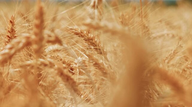 Cinematic close-up of ripe golden wheat ears swaying gently in a sunny field. Beautiful warm bokeh, depth of field, and rich texture of industrial agriculture before harvest.