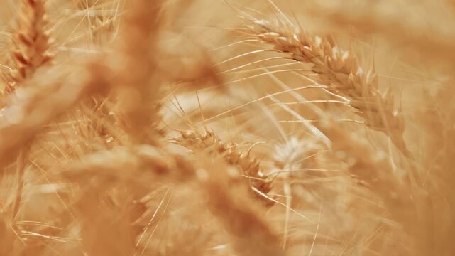 Cinematic close-up of ripe golden wheat ears swaying gently in a sunny field. Beautiful warm bokeh, depth of field, and rich texture of industrial agriculture before harvest.