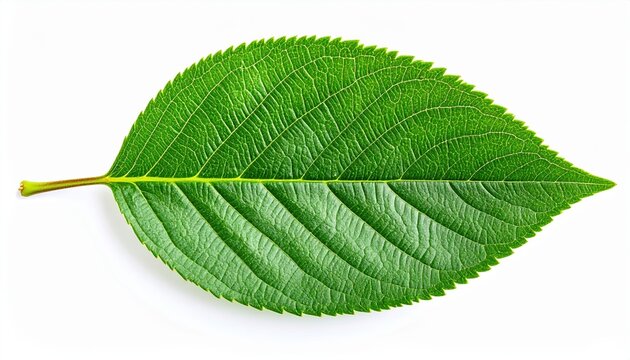 Green Cherry leaf isolated: A detailed commercial studio photograph of a single fresh green cherry leaf, clear vein patterns, isolated on white.