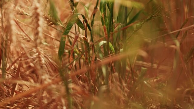 Cinematic macro shot of green grass weeds growing among ripe golden wheat stems. Soft bokeh, shallow depth of field, and warm sunlight highlighting contrast in agricultural crops.