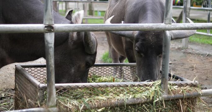 Close up of Thai water buffalo eating fresh green grass