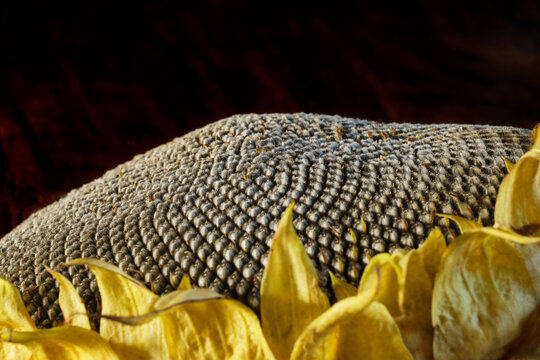 Close-up of a dried sunflower head showing intricate seed patterns and yellow petals against a dark background with copy space and selective focus