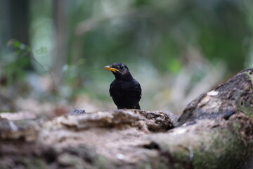 Fototapeta premium The blue whistling thrush (Myophonus caeruleus flavirostris) is a bird in the Old World flycatchers family Muscicapidae. This photo was taken in Java, Indonesia.