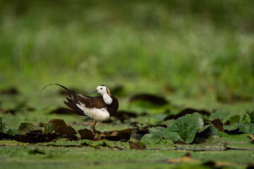 Obraz premium An elegant waterbird, the Pheasant-tailed Jacana, carefully inspecting and balancing over its fragile nest to protect its eggs in a freshwater pond.
