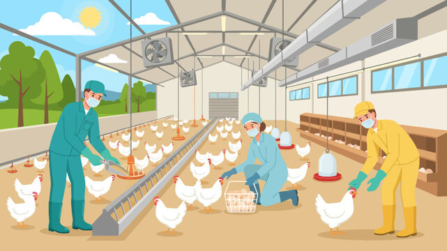 Industrial poultry farm workers monitor and care for chickens inside a large barn facility.