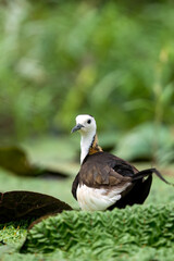 Obraz premium High-quality nature photography capturing the unique brooding habit of a Pheasant-tailed Jacana sheltering its young under its wings in a freshwater lake.