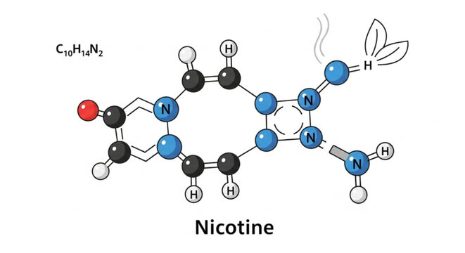 Detailed illustration of a nicotine molecule with chemical bonds in black, blue, red, and white colors highlighting its structure for educational use