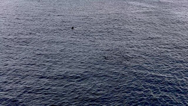 Aerial view of basking sharks at Muckross Head ,Donegal - Ireland