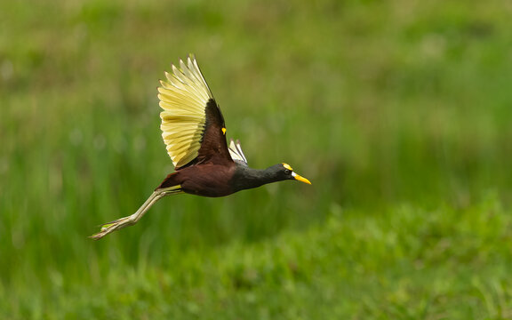 adult Gelbstirn-Blatth&uuml;hnchen (Jacana spinosa)
