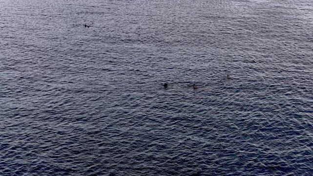 Aerial view of basking sharks at Muckross Head ,Donegal - Ireland