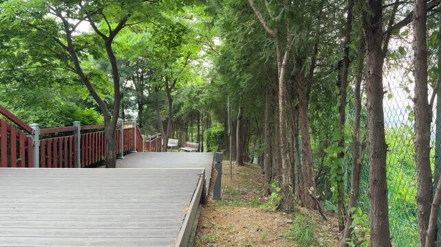 Wooden Observation Deck Pathway with Red Railing Lined with Tall Green Cypress Trees in Park