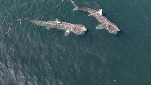 Aerial view of basking sharks at Muckross Head ,Donegal - Ireland