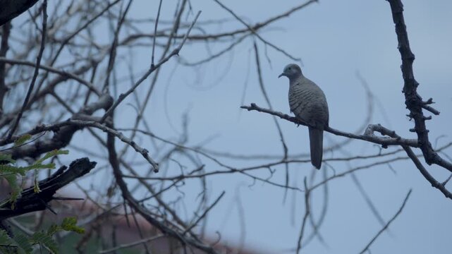 Back view of a zebra dove silhouette in evening light, wild bird in a Thailand suburban neighborhood, authentic Southeast Asian avian atmosphere.