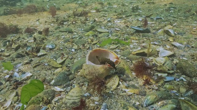 Seahorse fish swims out from inside large seashell of Veined rapa whelk (Rapana venosa) on seabed covered with shells. Sea-horse hides in empty big shell lying on seafloor, to avoid predators.