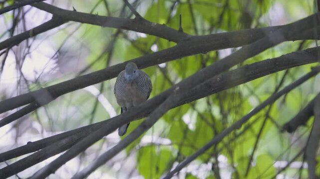 Zebra dove turning its body to face front camera view, wild bird in a Thailand suburban neighborhood, authentic Southeast Asian avian atmosphere.