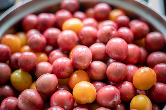Freshly washed cherry plums (Prunus cerasifera) in a metal bowl, high angle close-up