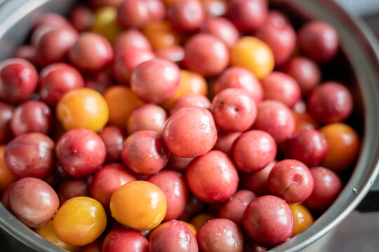 Freshly washed cherry plums (Prunus cerasifera) in a metal bowl, high angle close-up
