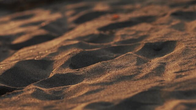 A Nova Scotia Duck Tolling Retriever dog sits on sandy beach near the sea. Warm sunset tones and cinematic coastal scenery create peaceful travel footage mood.