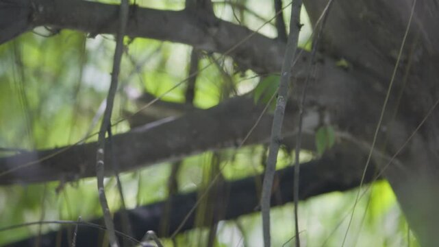 Zebra dove turning its body back before leaping away, wild bird in a Thailand suburban neighborhood, authentic Southeast Asian avian atmosphere.