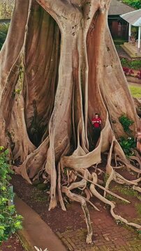 Bayan Ancient Tree Giant Banyan Sacred Landmark and Popular Travel Destination in Bali Indonesia Asia 4K Aerial View