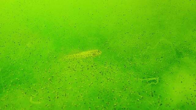 Grass goby (Zosterisessor ophiocephalus) on branching filamentous green algae, in fluffy green carpet woven from finest threads of Cladophora, Reticulated weed illuminated by sunshine