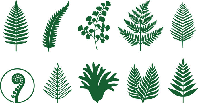 Fern Leaf Green Silhouette Icon Set Featuring Fiddlehead Fronds Tropical Foliage Forest Plants and Geometric Botanical Logo Symbols for Nature Branding Vector Illustration