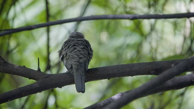 Zebra dove preening back view, walking on a branch and exiting frame, wild bird in a Thailand suburban neighborhood, authentic Southeast Asian avian atmosphere.