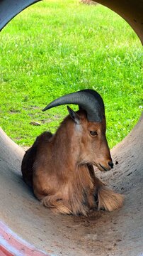 Barbary sheep resting inside a concrete pipe tunnel. Brown aoudad with long curved horns lying down inside a structure with green grass behind.