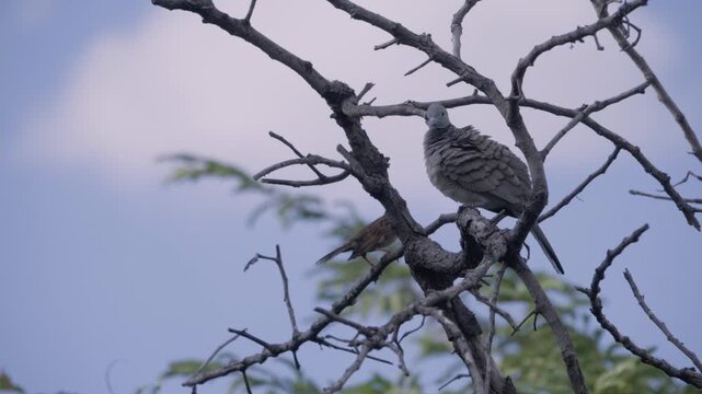 Zebra dove nested on a tree branch while preening feathers, wild bird in a Thailand suburban neighborhood, authentic Southeast Asian avian atmosphere.