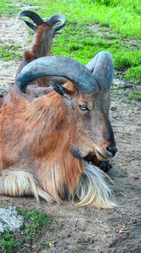 Two Barbary sheep resting on the dirt ground. Close up of an aoudad with large curved horns lying down with another animal behind.