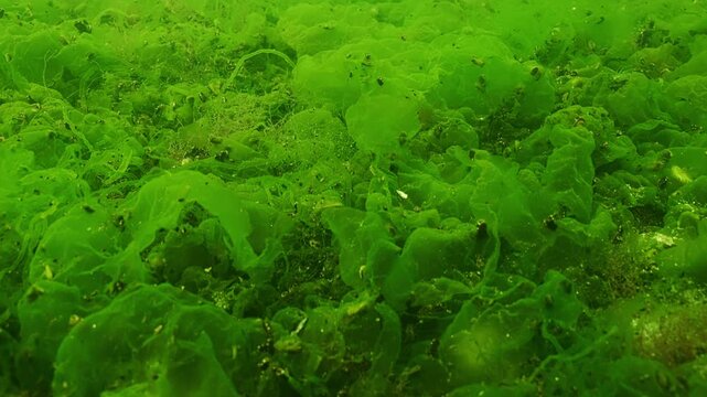 Close-up of Green algae of Sea Lettuce, Ulva lactuca and Green Sea Gutweed, Ulva. Natural background of seaweed illuminated by sunlight. Underwater scene of green algae